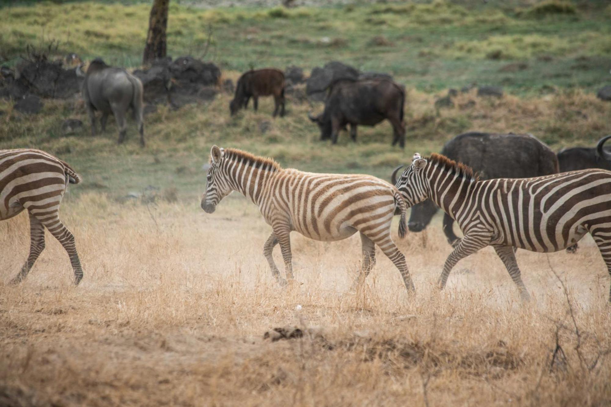 Sarova Lion Hill Game Lodge Накуру Екстер'єр фото