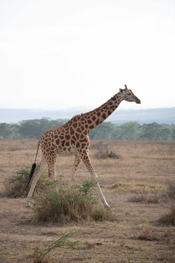 Sarova Lion Hill Game Lodge Накуру Екстер'єр фото