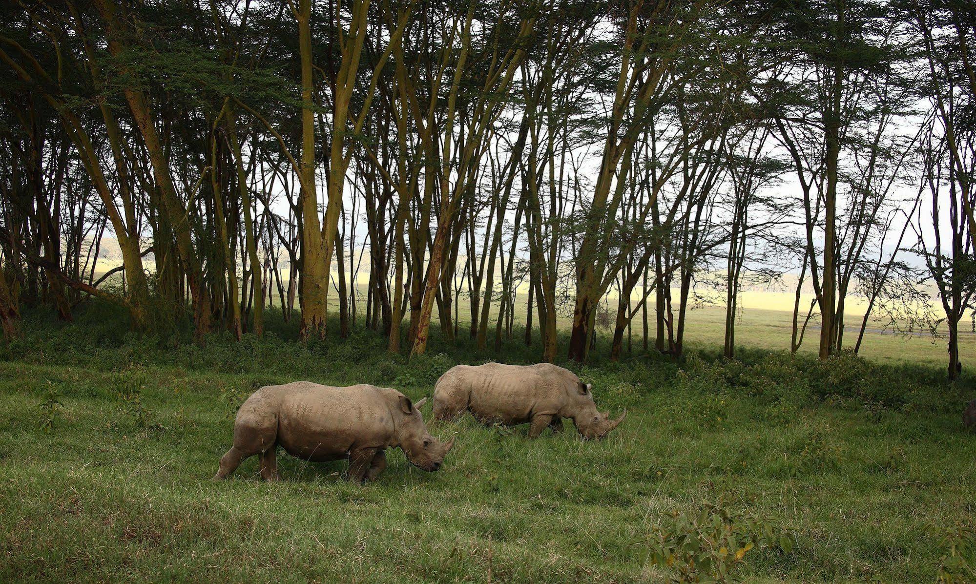 Sarova Lion Hill Game Lodge Накуру Екстер'єр фото